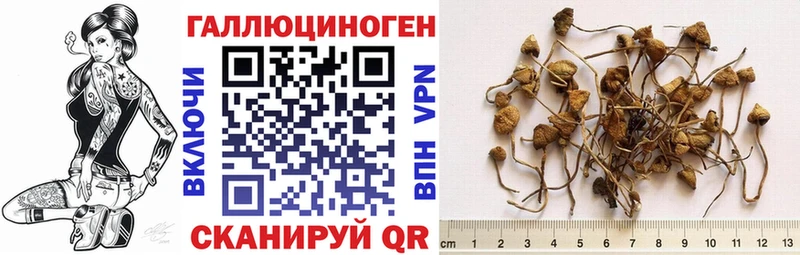 Купить где  Ардон  Псилоцибиновые грибы Cubensis 